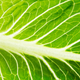 Throw out your chopped romaine lettuce, the CDC is advising. It might contain a nasty strain of E. coli.